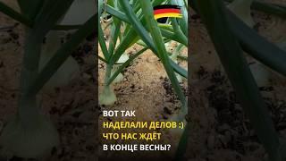 Как мы подготовились к дачному сезону? Весна то уже всё…
