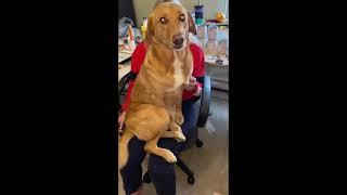 Adorable dog is being super clingy and won't let owners craft...
