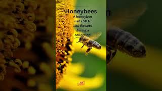 Honeybees