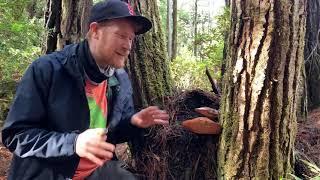 Foraging for Beefsteak Fungus (Fistulina hepatica)