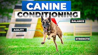 Canine Conditioning and Fitness | Erica Boiling Interview