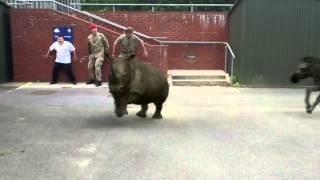 Zoo animals escape - Osborne School, Winchester 2014