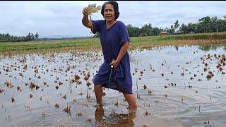 Venomena ALAM!!hujan petir semaleman ikan naik kesawah//MBAC0K jaer MIJAH