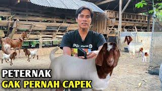 Solusi Peternak Tanpa Modal Bisa Punya Kambing Banyak