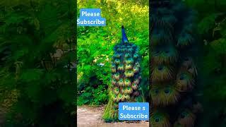 Peacock #ytfeed #cute #ytfamous #shortsfeed #vinuthna #viral#popular#ytshorts#trending