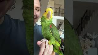 Chubs went outside for the first time  #birds #rescue #parrot #amazon #animals