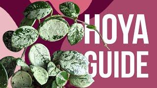 Debunking hoya myths | Advanced hoya care guide 2024