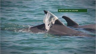 Trash Can Harm Dolphins