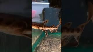 Tiger shove nose catfish