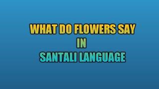 Learn SANTALI pronounce of flower