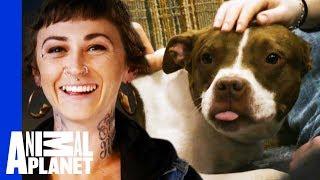 Vladimir Finds A New Home Where He Learns 'How To Dog' | Pit Bulls & Parolees