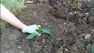 如何用剪下的枸杞枝扦插枸杞 (How to Grow Goji Berries from Cuttings?_Easy and Fast Way)