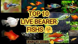 TOP 10 LIVE BEARER FISHS / EASY TO BREED / EVERY  MONTH BABYS 