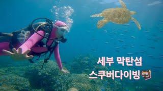 세부 막탄섬 스쿠버다이빙 (ft.거북이를 영상에 담았어요*-*)