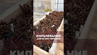 Один из важнейших этапов будущего саженца - КИЛЬЧЕВАНИЕ #виноградульяновска #виноградарство