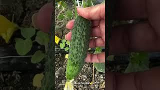 Огурчики уже пошли на продажу на Кубани #garden #gardenlife #дача #огород #shorts