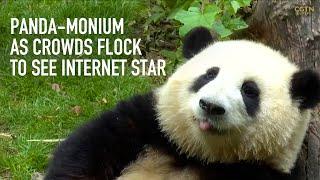 Panda-monium as crowds flock to see He Hua