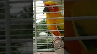 Sun Conure watching a Jet go by...