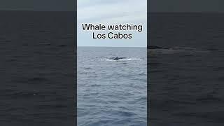 Breathtaking whale watching in Cabo San Lucas  #mexico #ocean #shortsyoutube