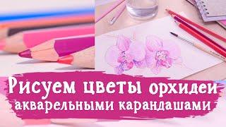 Рисуем цветы орхидеи акварельными карандашами.