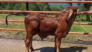 Brahman Rojo, excelente  Genética Hacienda La Laguna 