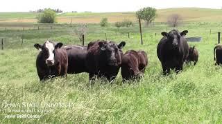 Cow Tip Tuesday Spring Pasture Improvement