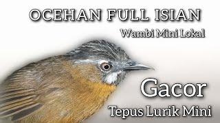 Full Isian Ocehan Super Tepus Lurik Mini Atau Wambi Mini Lokal Gacor Full Variasi.pancingan Ampuh