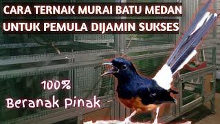 Cara ternak murai batu medan untuk pemula dijamin sukses