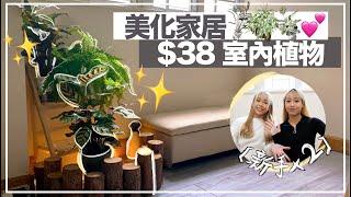 簡易美化家居適合新手的室內植物!!｜Boey&Poki