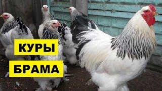 Разведение кур породы Брама как бизнес идея | Куры Брама