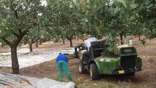 Sicma B411 Plus ......pistachio harvest