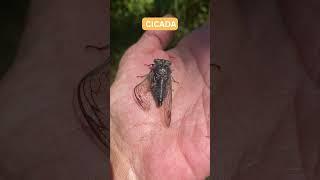 Cicada on my hand #Shorts