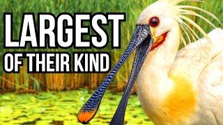 4 Beautiful Birds That Are The Largest Members Of Their Families