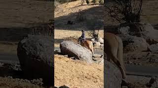 YLP Rush Hour Traffic! #horse #horses #ylp #ylprealtor #yosemitelakespark #coarsegoldrealestate