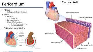 Cardiovascular Heart - Heart Pericardium