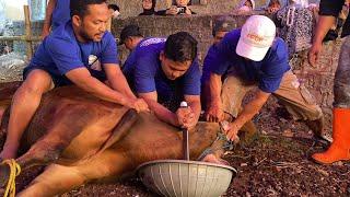 menjelang pemotongan Sapi Qurban Jumbo 2023 sekali tarik pake pisau super kecil || Idul Adha 1444.H