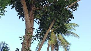 Random video| Province of Dinas, Zamboanga Del Sur