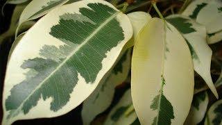 Ficus propagation