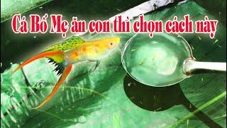 CÁCH NUÔI CÁ 7 MÀU - GUPPY, MẸO KHÔNG ĂN CON | Túc Thịnh