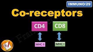 Co-receptors CD4 and CD8 (FL-Immuno/29)