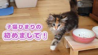 赤ちゃん子猫の可愛すぎる生後1年間【ノルウェージャンフォレストキャット】