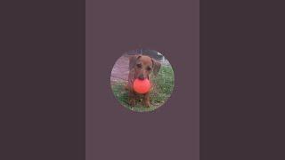 kingcooper is live