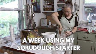 A week in the life of my SOURDOUGH STARTER