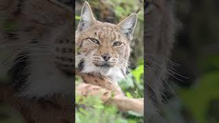 filming european lynx