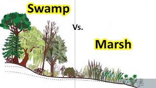 What is Swamp | Difference between Swamp & Marsh | Geography terms