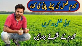 The best fertilizer plan for wheat crop on first irrigation | Urea application time in wheat field