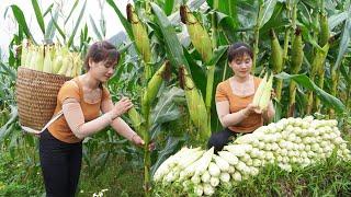 Harvesting Sticky Corn And Boiled Corn Goes To Market Sell, Farm Life - My Bushcraft / Nhất