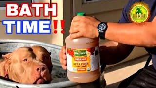 The Shocking Effect of Apple Cider Vinegar For Dogs