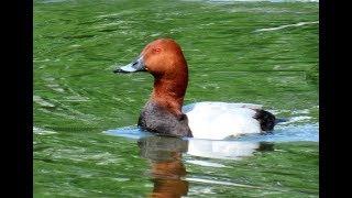 Polák velký, Common pochard, Tafelente, Красноголовый нырок,Głowienka zwyczajna