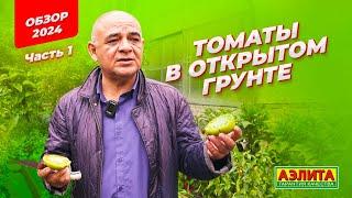 Томаты в ОТКРЫТОМ ГРУНТЕ. Обзор 2024